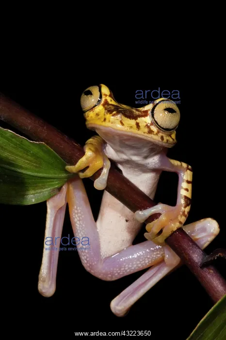 : Imbabura Treefrog (Hypsiboas picturatus) : Imbabura Treefrog (Hypsiboas picturatus)