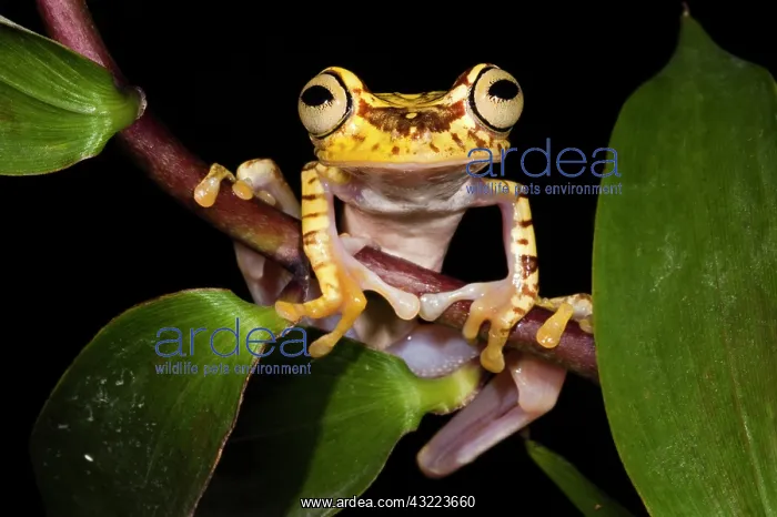 : Imbabura Treefrog (Hypsiboas picturatus) : Imbabura Treefrog (Hypsiboas picturatus)