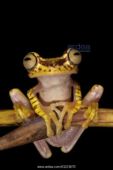 : Imbabura Treefrog (Hypsiboas picturatus) : Imbabura Treefrog (Hypsiboas picturatus)