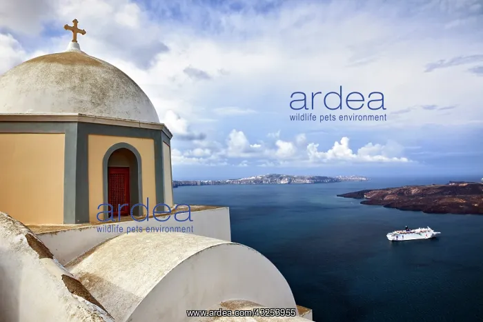 : Imerovigli, Santorini, Greece : Imerovigli, Santorini, Greece