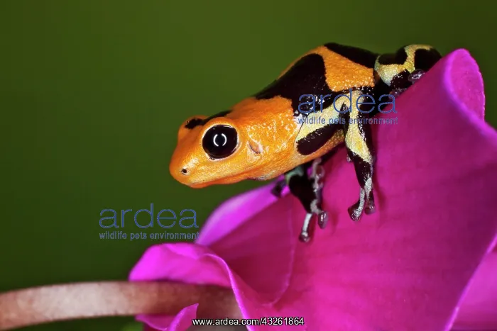 : Imitator Poison-Dart Frog (Ranitomeya Imitator : Imitator Poison-Dart Frog (Ranitomeya Imitator