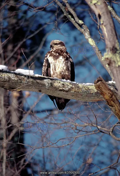 : Immature Bald Eagle : Immature Bald Eagle