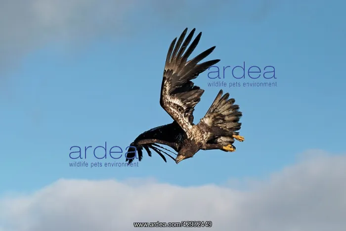 : Immature Bald Eagle in flight : Immature Bald Eagle in flight