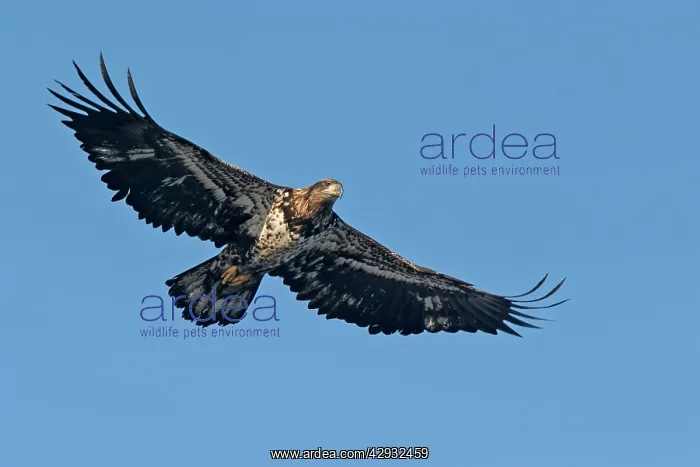 : Immature Bald Eagle in flight : Immature Bald Eagle in flight