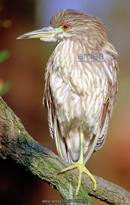 : Immature Black-crowned Night-Heron : Immature Black-crowned Night-Heron
