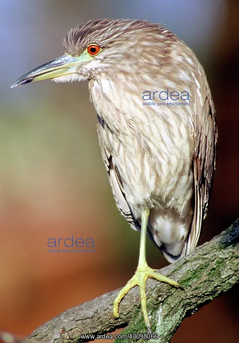 : Immature Black-crowned Night-Heron : Immature Black-crowned Night-Heron