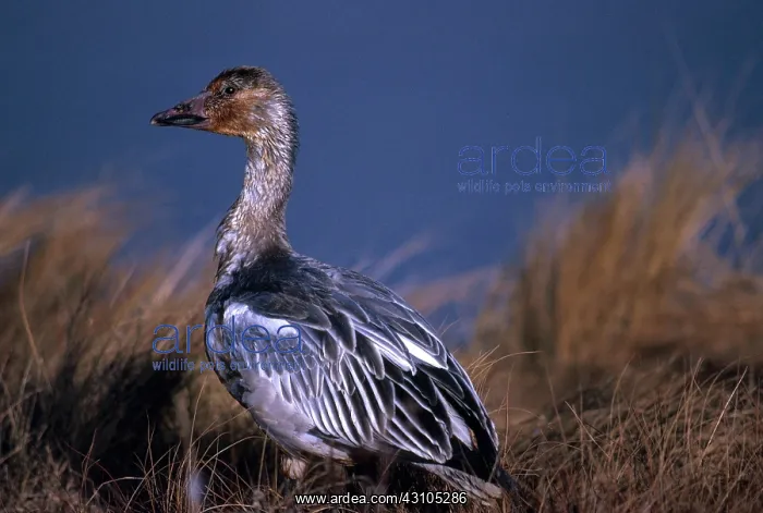 : Immature Blue Goose : Immature Blue Goose