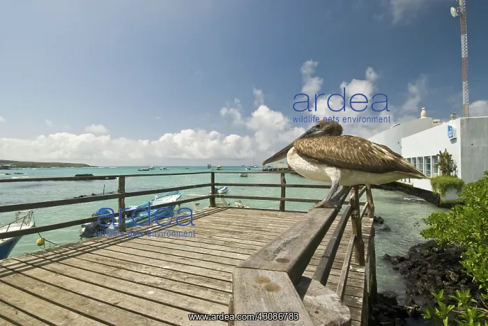 : Immature brown pelican on pier : Immature brown pelican on pier