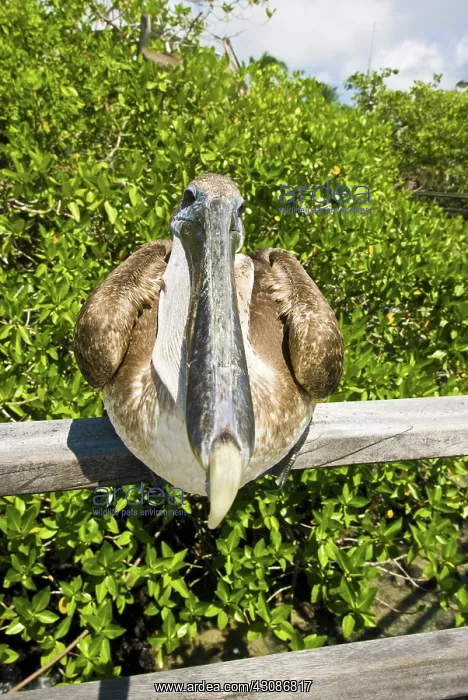 : Immature brown pelican on pier : Immature brown pelican on pier