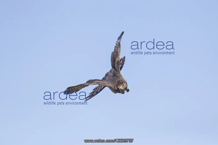 : Immature Cooper's Hawk in flight : Immature Cooper's Hawk in flight