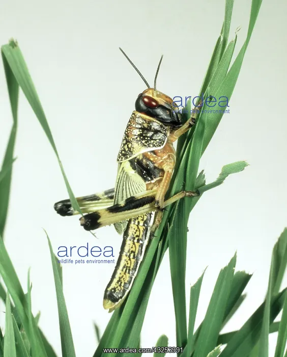 : Immature desert locust : Immature desert locust