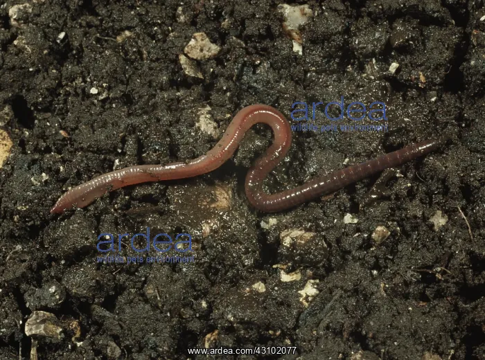 : An immature earthworm : An immature earthworm