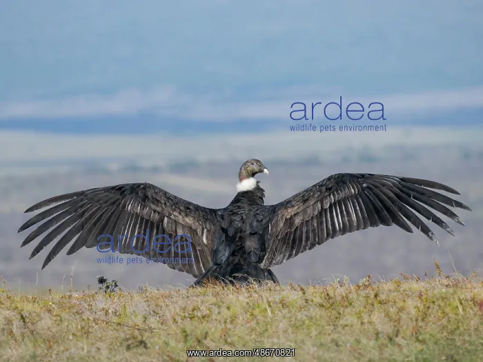  : Immature female Andean condor in Patagonia. Chile