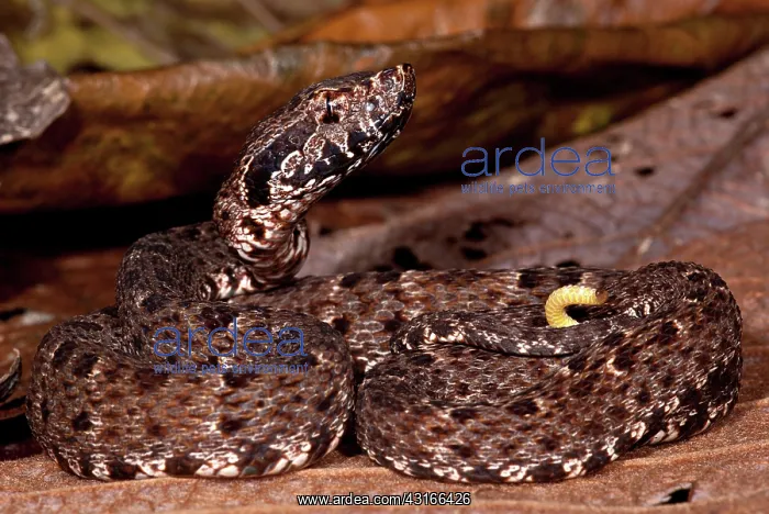 : Immature Fer-de-Lance : Immature Fer-de-Lance