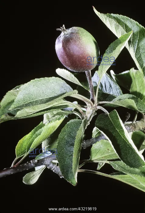 : Immature fruit of an Apple tree : Immature fruit of an Apple tree