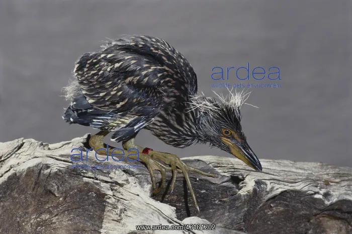 : Immature Heron in Bird Sanctuary : Immature Heron in Bird Sanctuary
