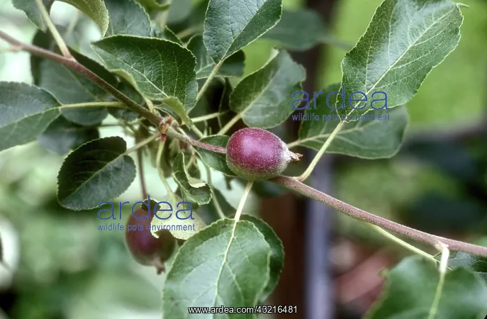 : Immature Liberty Apple : Immature Liberty Apple