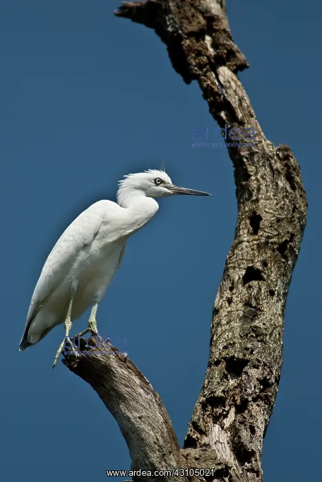 : Immature Little Blue Heron : Immature Little Blue Heron