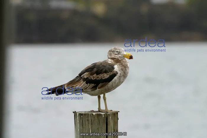 : Immature Pacific Gull : Immature Pacific Gull