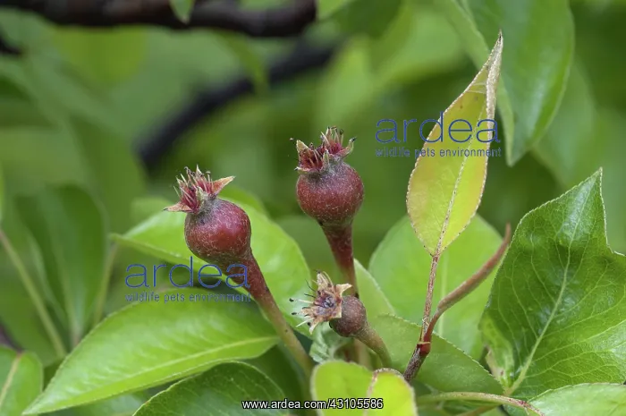 : Immature Pears : Immature Pears