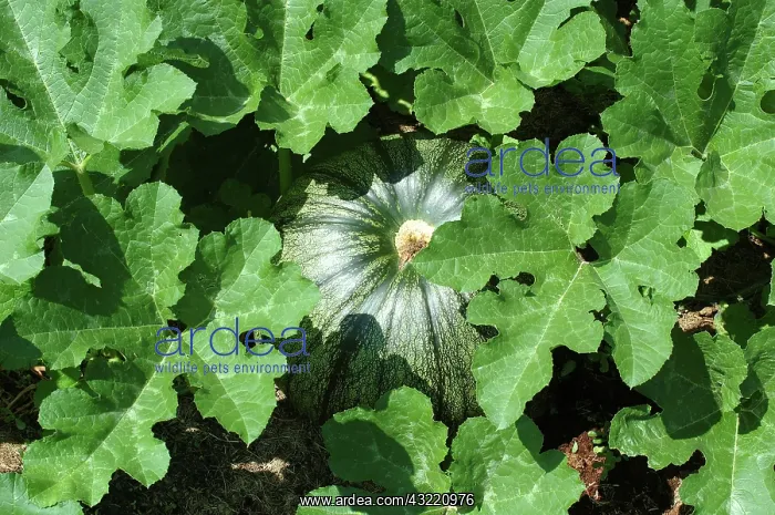 : Immature Pumpkin : Immature Pumpkin
