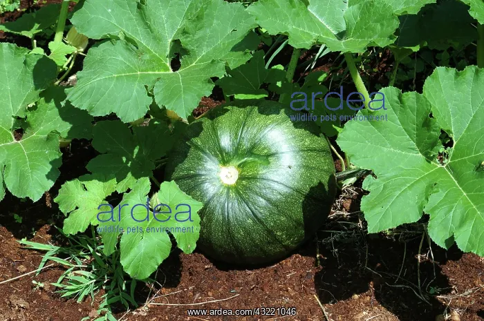 : Immature Pumpkin : Immature Pumpkin