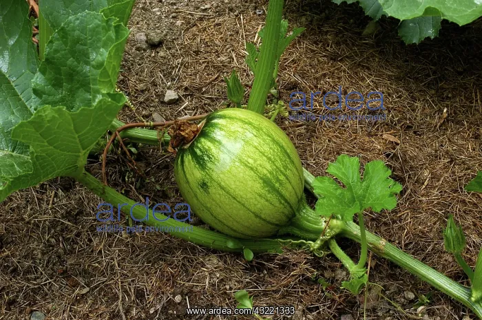 : Immature Pumpkin : Immature Pumpkin