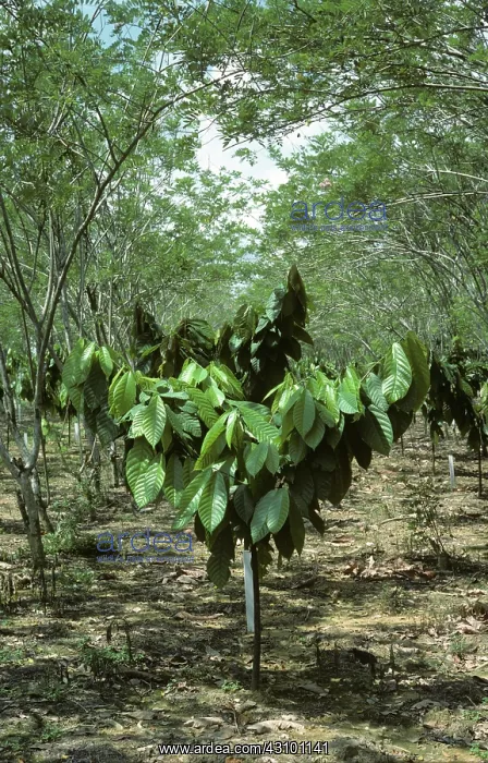 : Immature Shade-Grown Cacao Bush : Immature Shade-Grown Cacao Bush