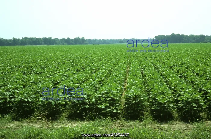 : Immature soyabean crop : Immature soyabean crop