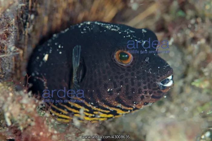 : Immature Star Puffer Aer Perang dive site Lembeh : Immature Star Puffer Aer Perang dive site Lembeh