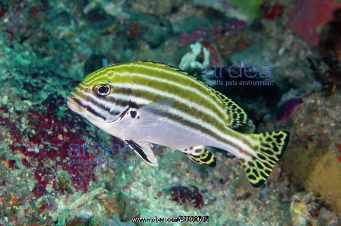  : Immature Striped Sweetlips