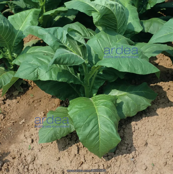 : Immature Tobacco Plant : Immature Tobacco Plant