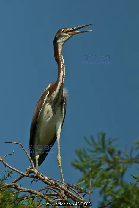 : Immature Tricolored Heron : Immature Tricolored Heron