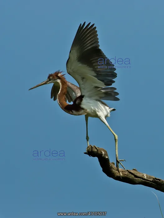 : Immature Tricolored Heron : Immature Tricolored Heron