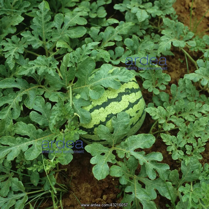 : Immature watermelon : Immature watermelon