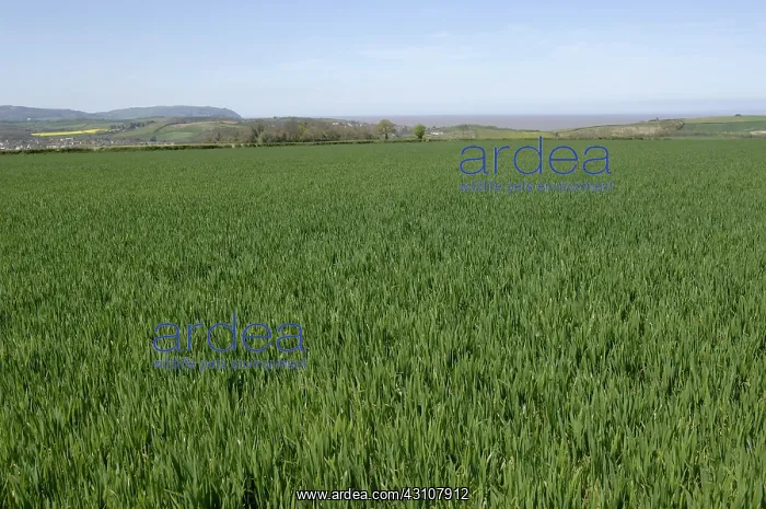 : Immature wheat crop : Immature wheat crop