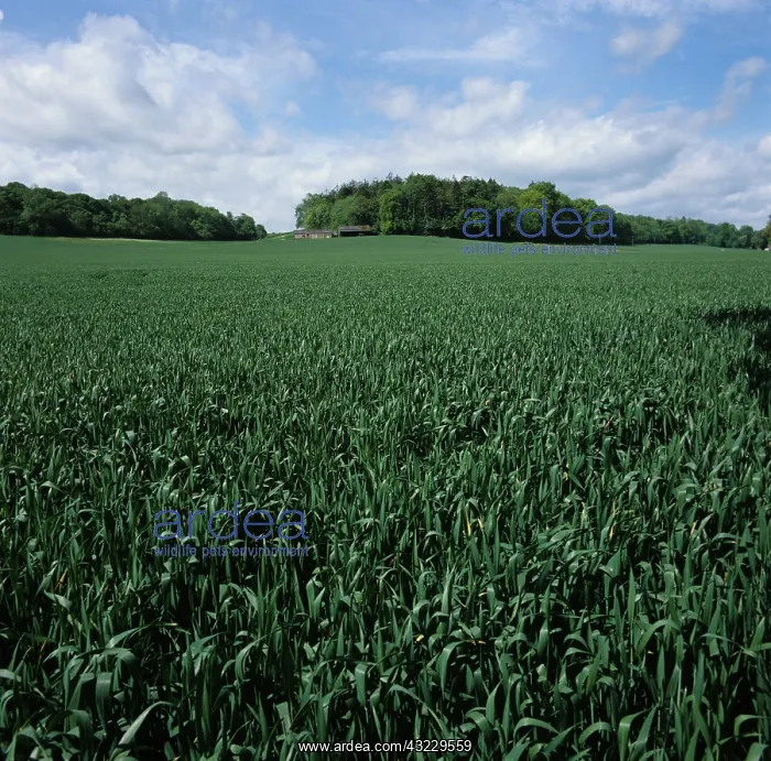 : Immature Wheat (Triticum aestivum) crop : Immature Wheat (Triticum aestivum) crop