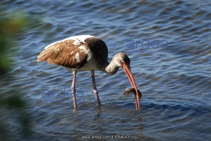: Immature White Ibis : Immature White Ibis