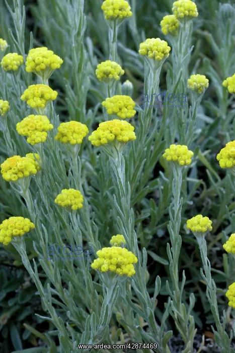 : Immortelle or Sand Everlasting : Immortelle or Sand Everlasting