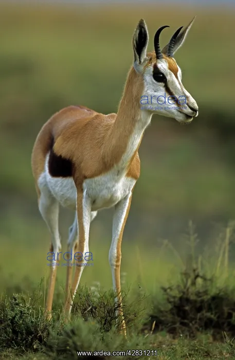  : Impala (Aepyceros melampus). South Africa