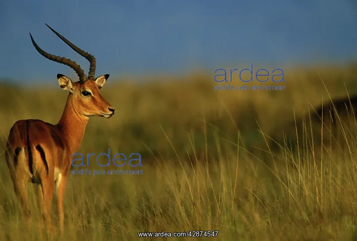 : Impala. (Aepyceros melampus). Maasai Mara National Park - kenya - Africa : Impala. (Aepyceros melampus). Maasai Mara National Park - kenya - Africa