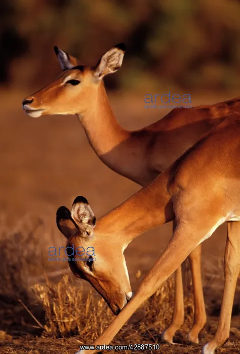  : Impala - two