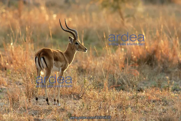: Impala (Aepyceros melampus). South Luangwa Valley National Park - Zambia - Africa : Impala (Aepyceros melampus). South Luangwa Valley National Park - Zambia - Africa