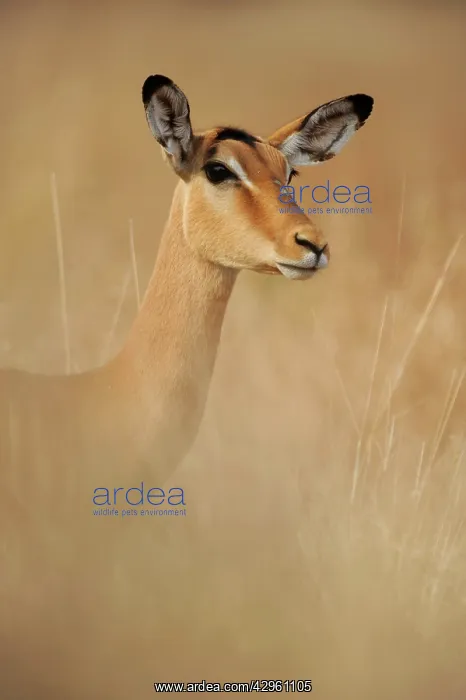 : Impala (Aepyceros melampus). Kruger National Park, South Africa : Impala (Aepyceros melampus). Kruger National Park, South Africa