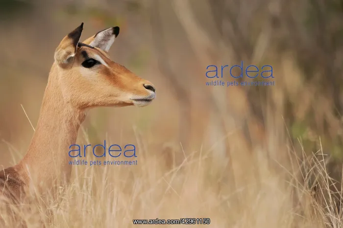  : Impala (Aepyceros melampus). Kruger National Park, South Africa