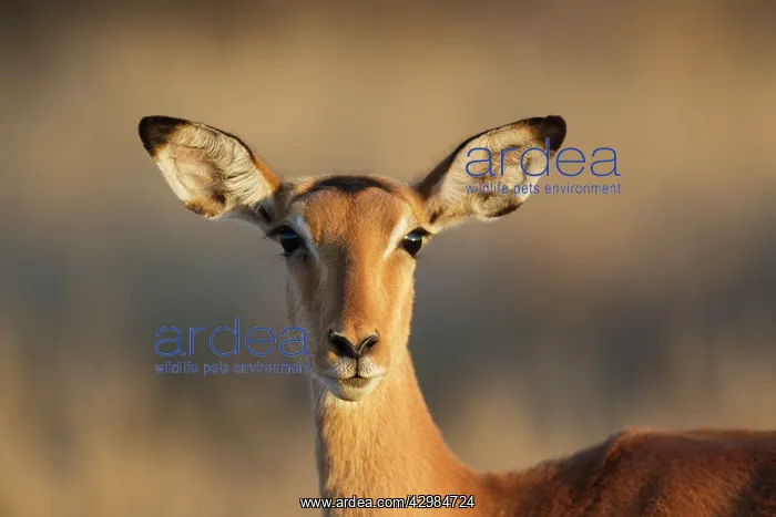 : Impala (Aepyceros melampus). female - only males have horns - Kruger National Park : Impala (Aepyceros melampus). female - only males have horns - Kruger National Park