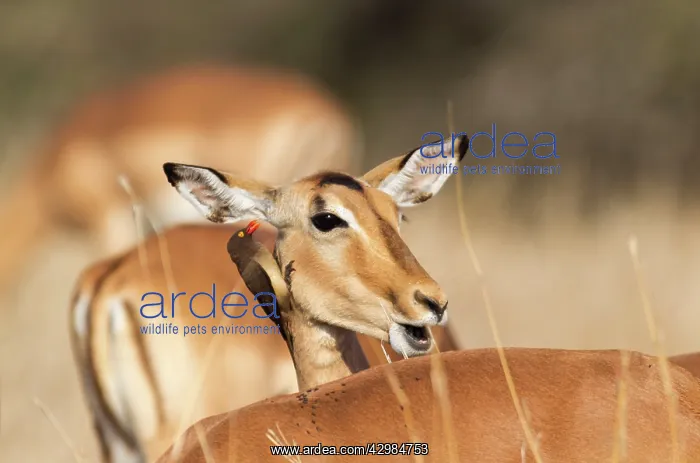 : Impala (Aepyceros melampus). female impala with a Red-billed Oxpecker : Impala (Aepyceros melampus). female impala with a Red-billed Oxpecker