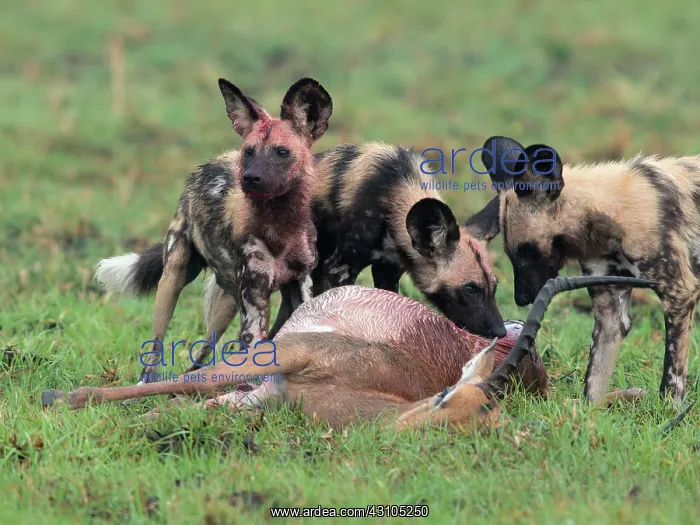 : Impala. African Wild dogs (Lycaon pictus) feeding on an Impala (Aepyceros melampus) : Impala. African Wild dogs (Lycaon pictus) feeding on an Impala (Aepyceros melampus)