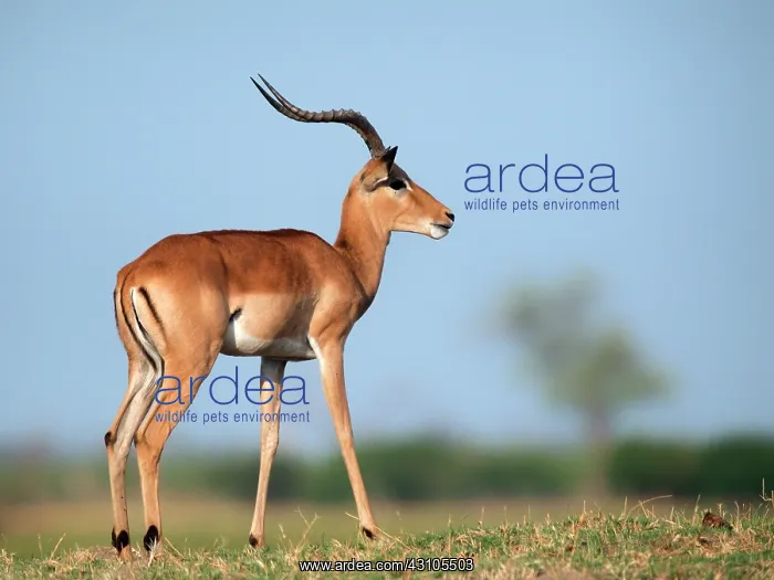 : Impala (Aepyceros melampus) standing on a hill : Impala (Aepyceros melampus) standing on a hill
