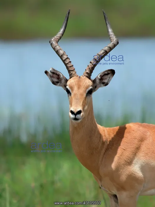 : Impala (Aepyceros melampus) portrait : Impala (Aepyceros melampus) portrait